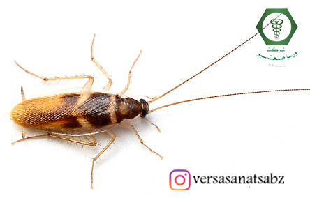 سوسک نوار قهوه ای